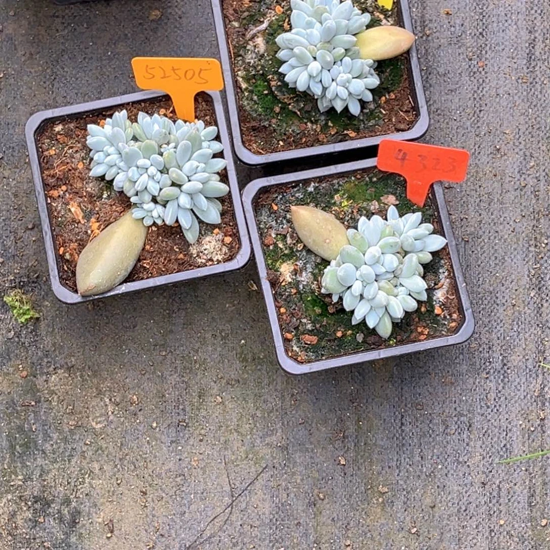 橘***静52505.62006.4323号早上多肉植物群生多肉
