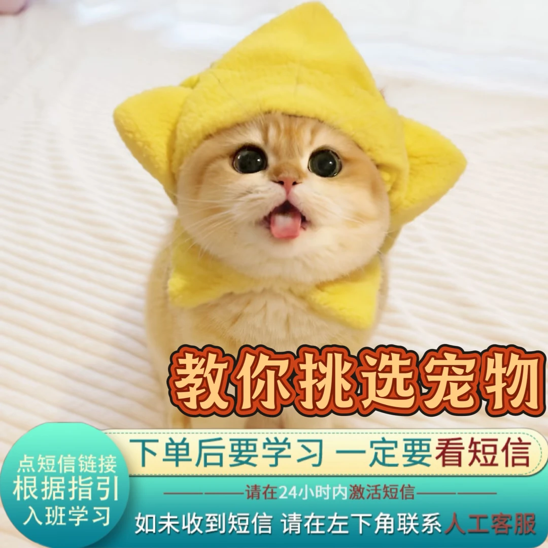 （下单接收短信）主播教你怎么去挑宠物猫