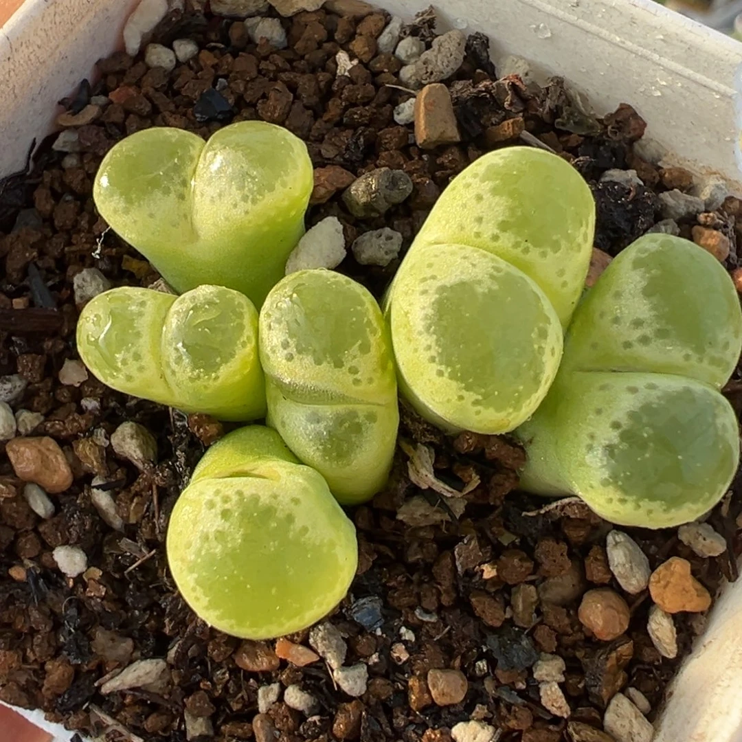 062多肉植物种类多样