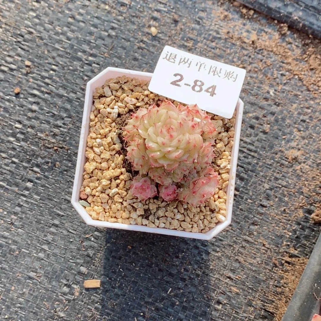 小****子2-84多肉多肉多肉多肉多肉多肉