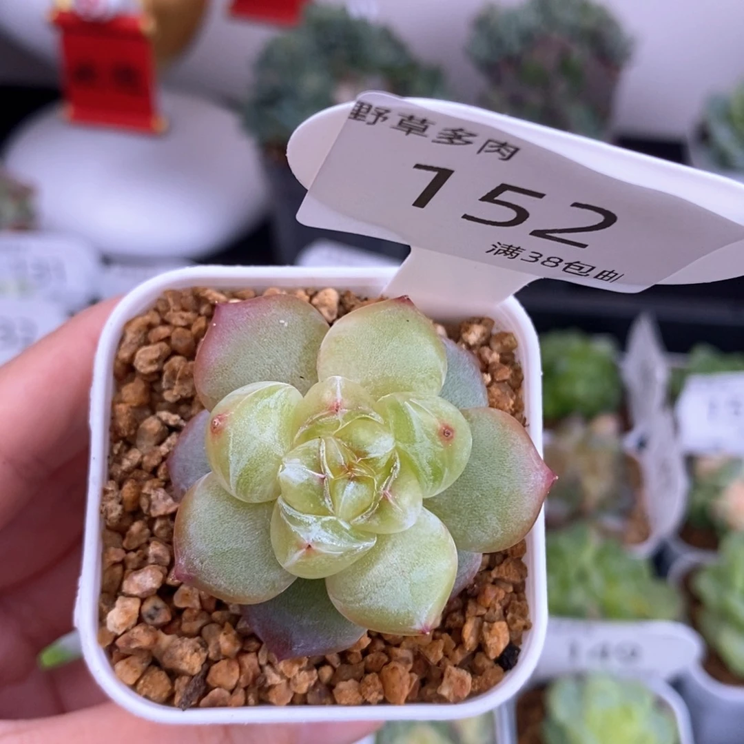 152号珍妮特价一颗