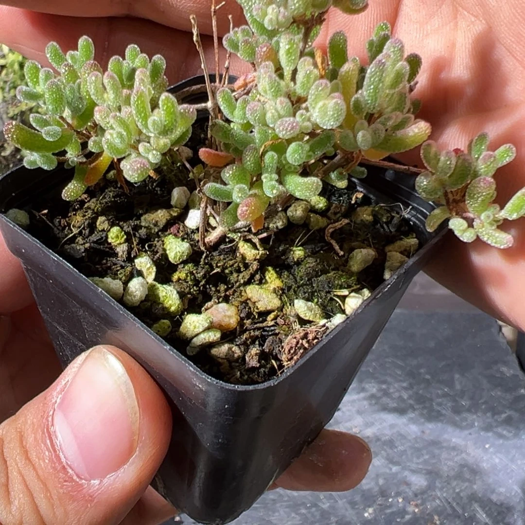 冰糖锦55杯老桩福利