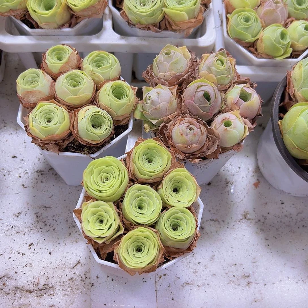 8角盆七龙珠3盆19包邮