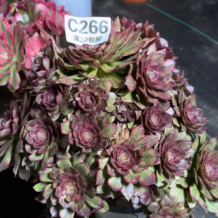 瑞妈一物一拍266