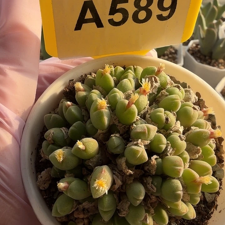 589mmmmmmmmmmmmmnnnn