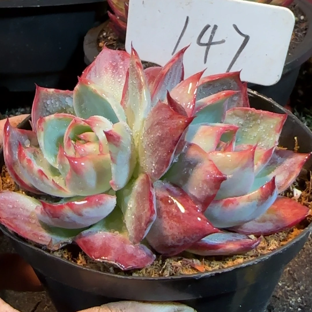 惊鸿一物一拍包装收缩花旱147