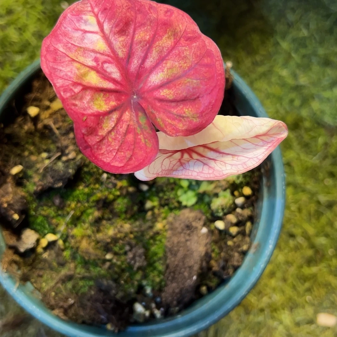 无花朵泰彩养定变异魔67