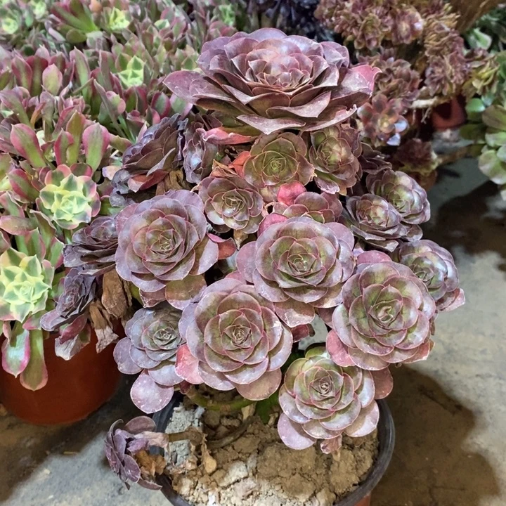 魅金玫瑰多肉植物67