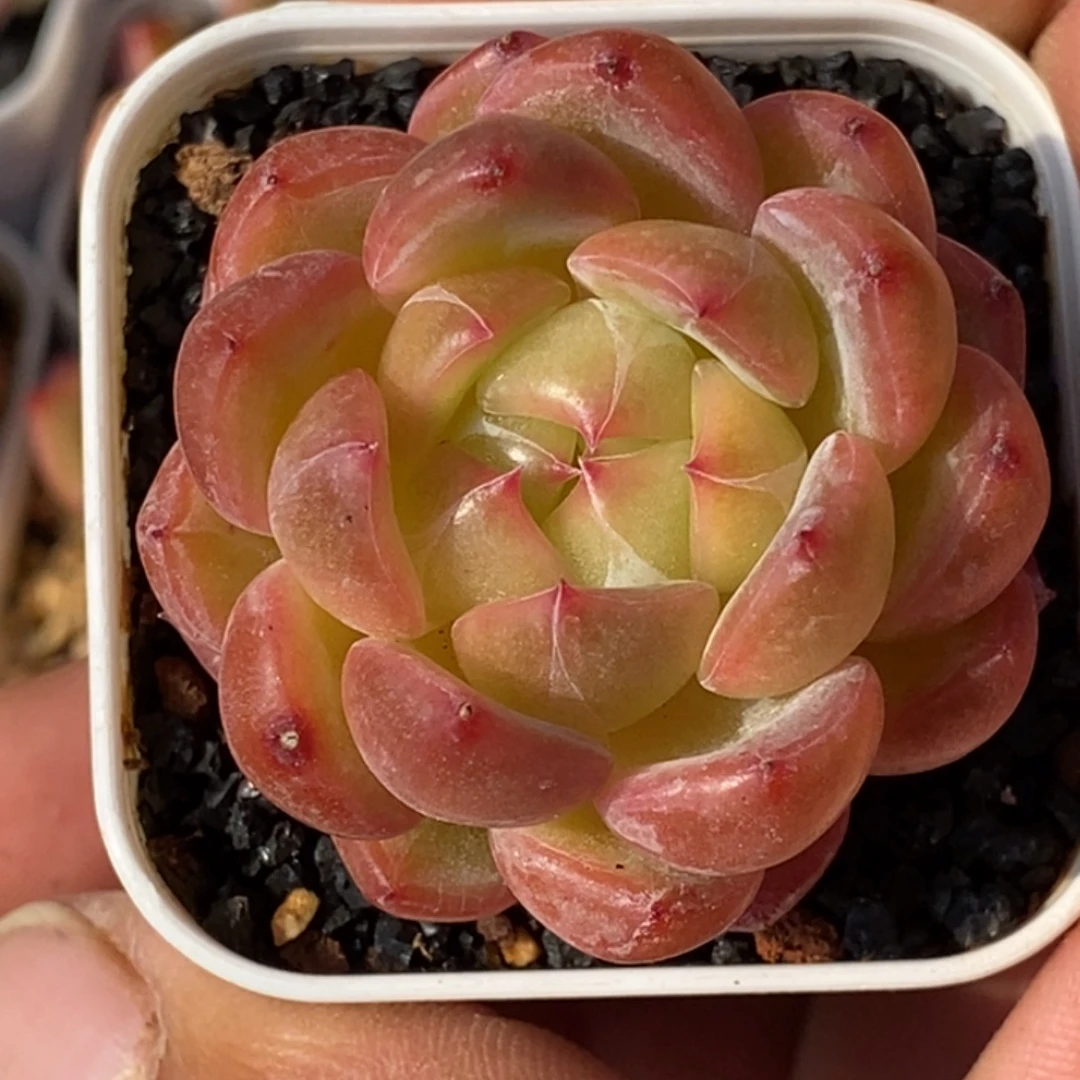 天官赐福百无禁忌