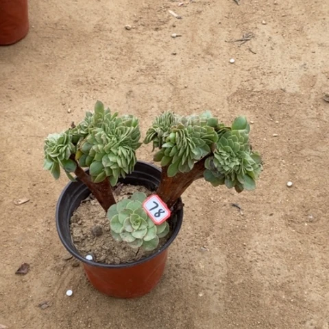万圣节缀一物一拍