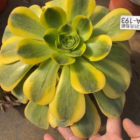 193香炉盘黄锦满25包邮多肉