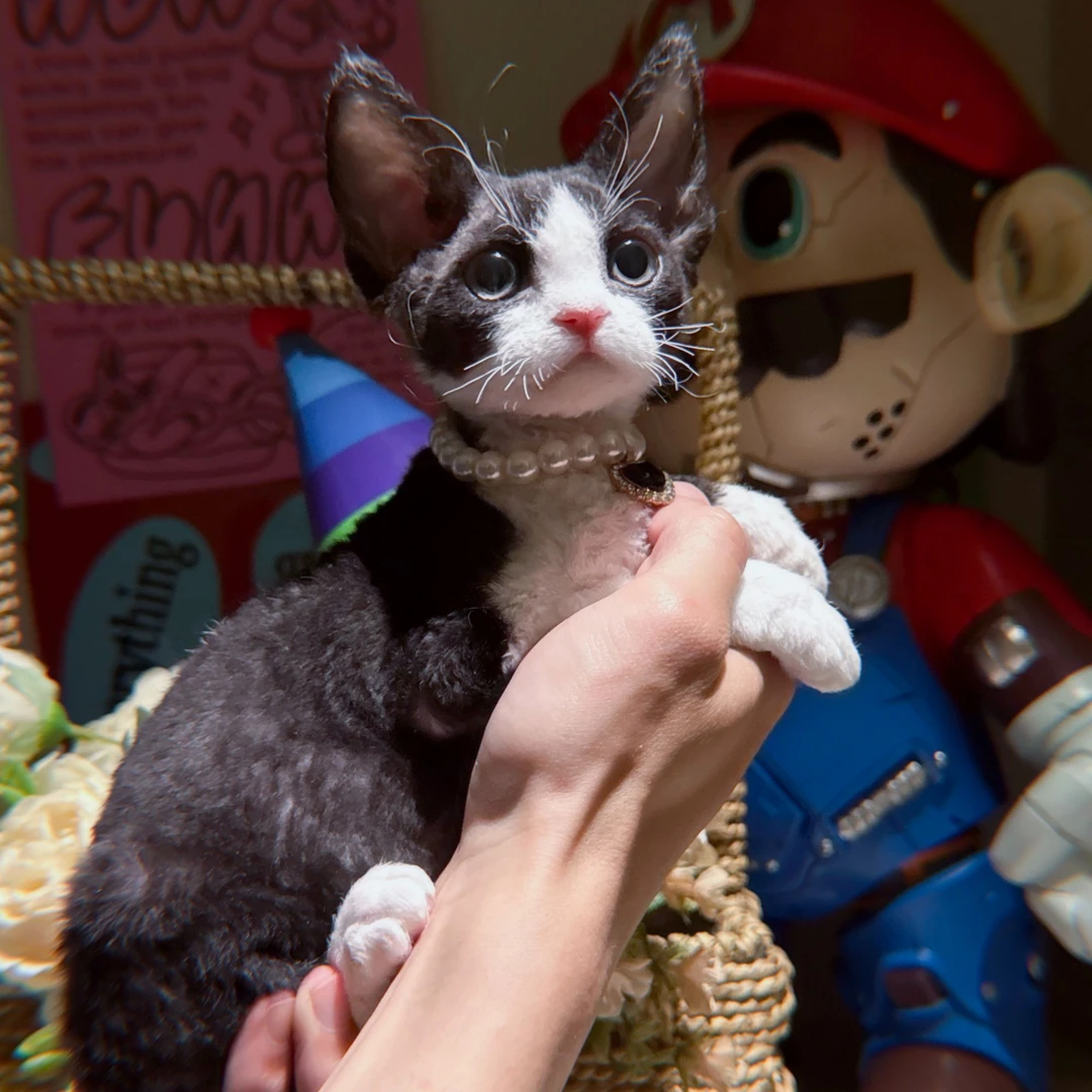 耀布弟弟 德文卷毛猫
