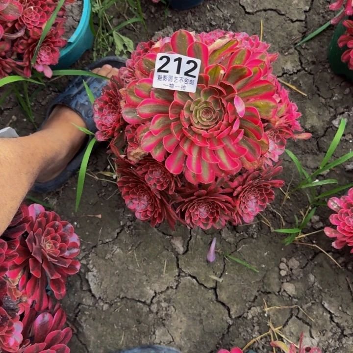 白月光花27-14包邮花花