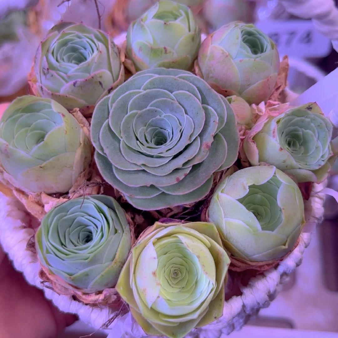 全部花朵L一物一拍花篮698