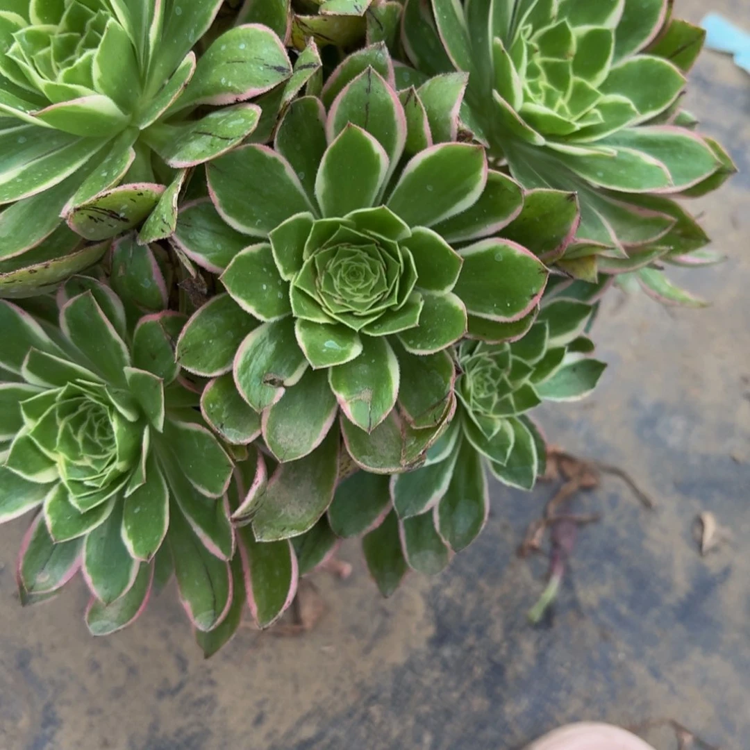 无花朵907多肉植物捧花的