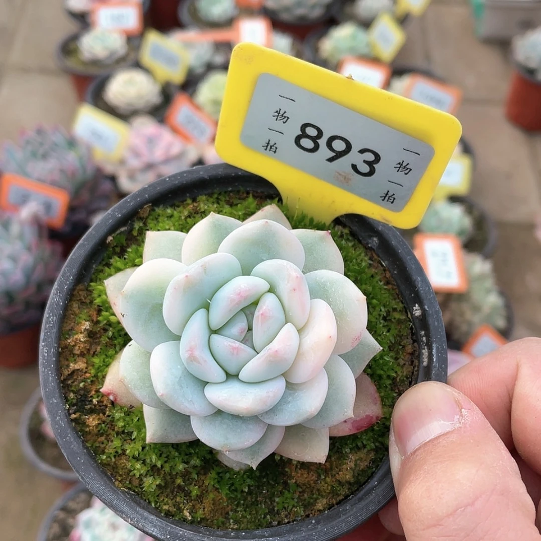 【闪购商品】老**家893号