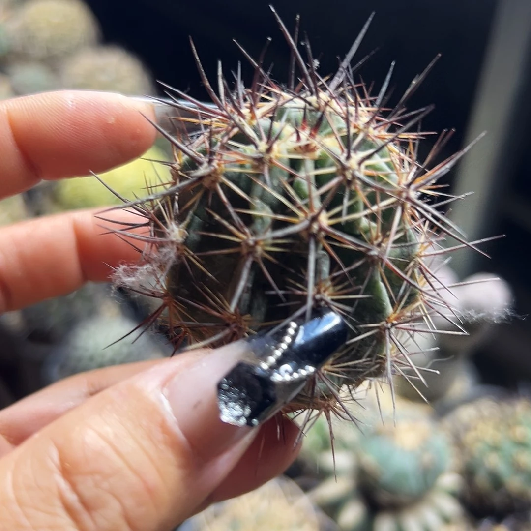 林氏幻虾仙人球111111