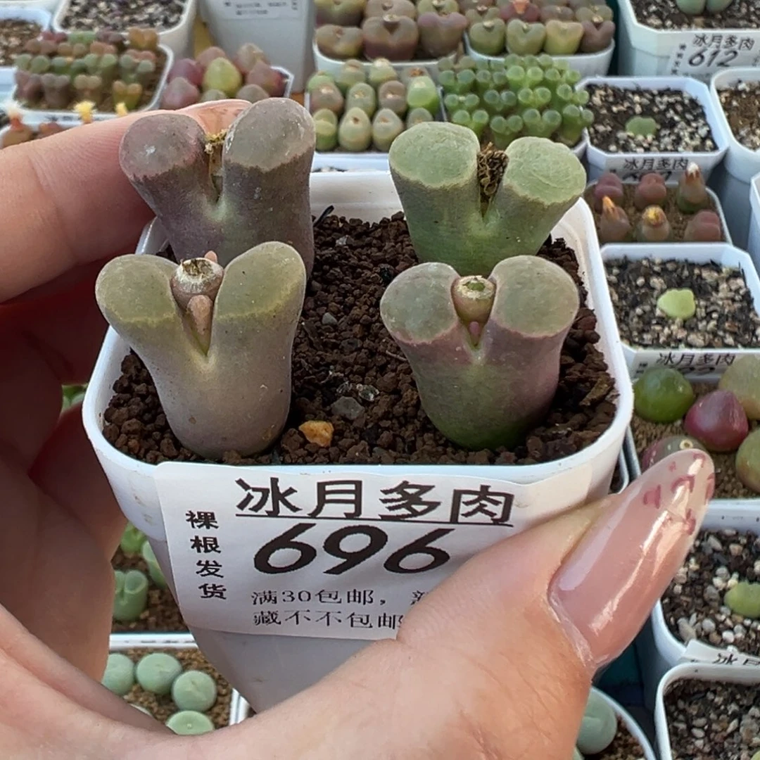 696克里普兰裸根发货