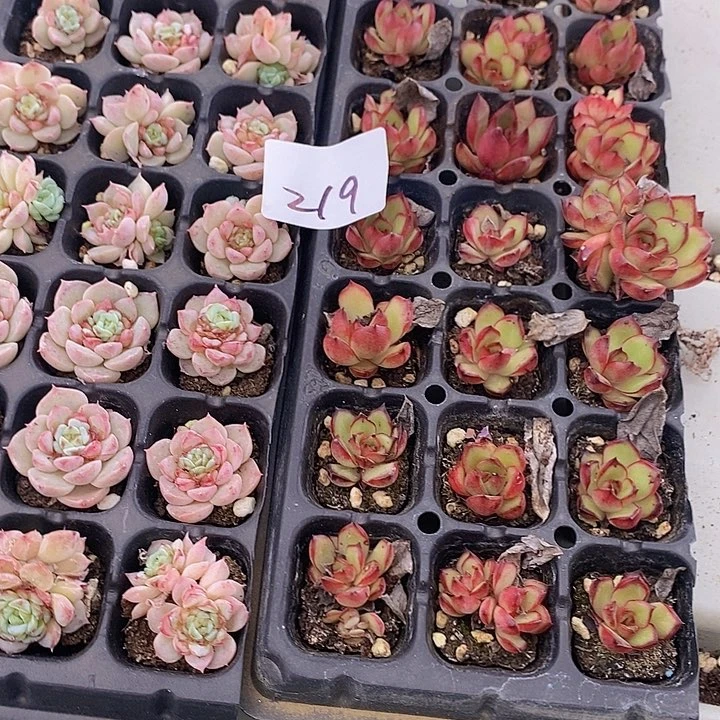 219 多肉植物盆栽花卉