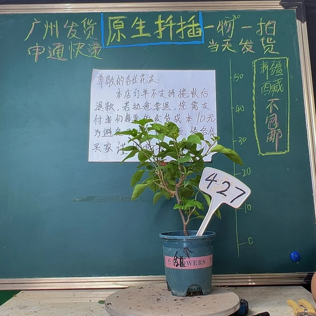 当前无花栽培后可以开花甜西瓜427