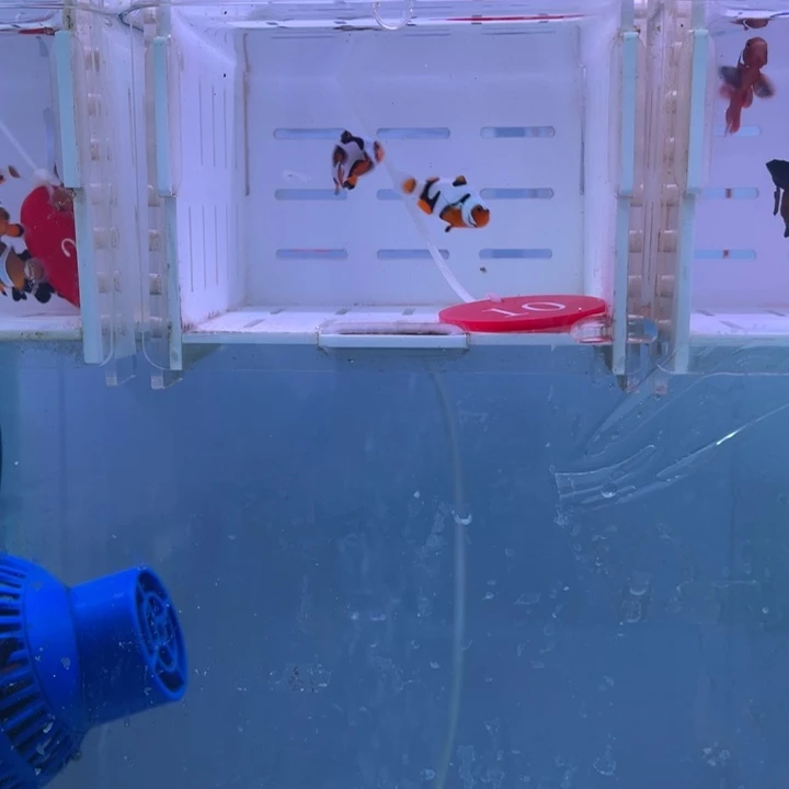 海水鱼精品毕加索2条2/3