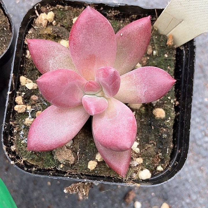 多肉植物赫菲719