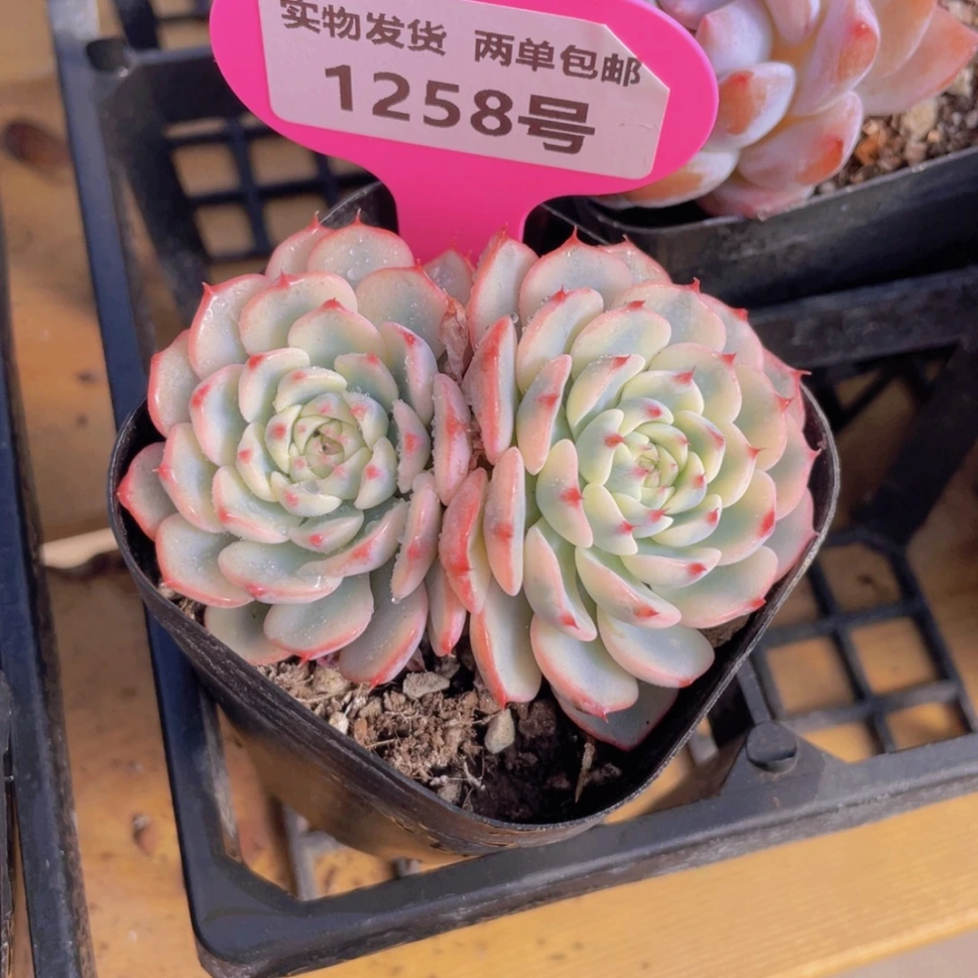 1258号 姬莲锦双头一个