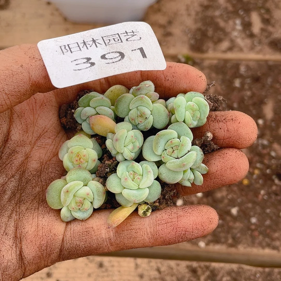 多肉植物多肉植物391