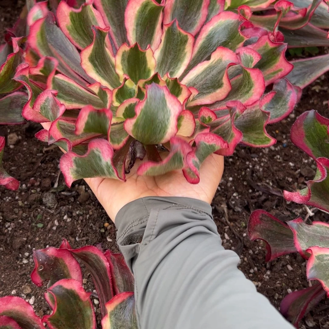53魅影多肉植物系