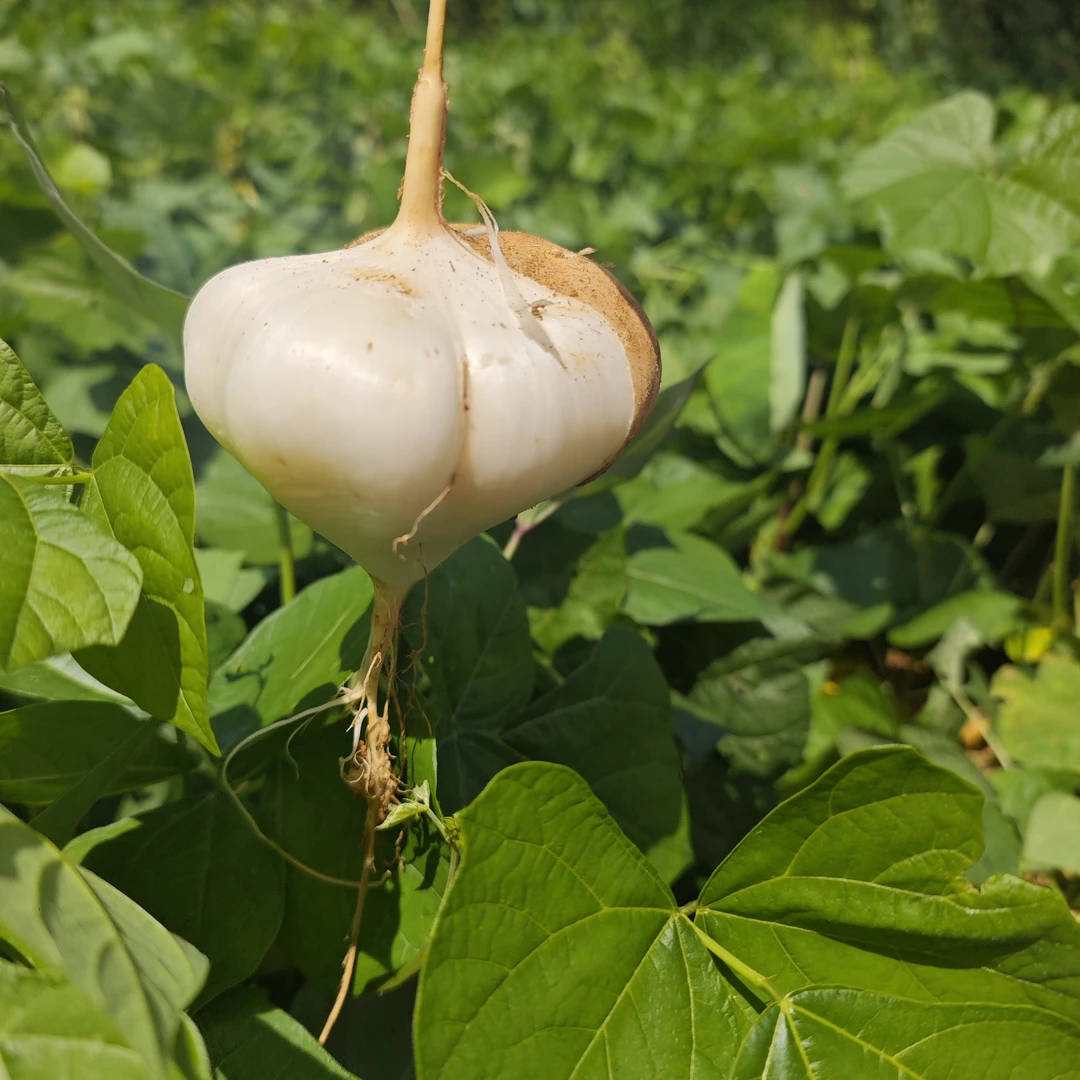 贵州老品种黄沙地地萝卜地瓜凉薯贵州地萝卜新鲜现挖水果正宗