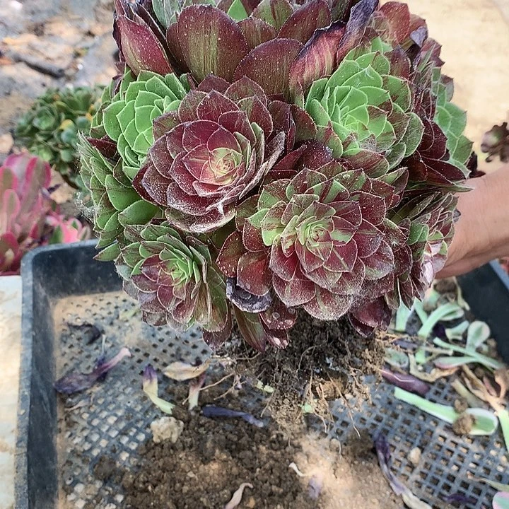 820花月夜多肉植物