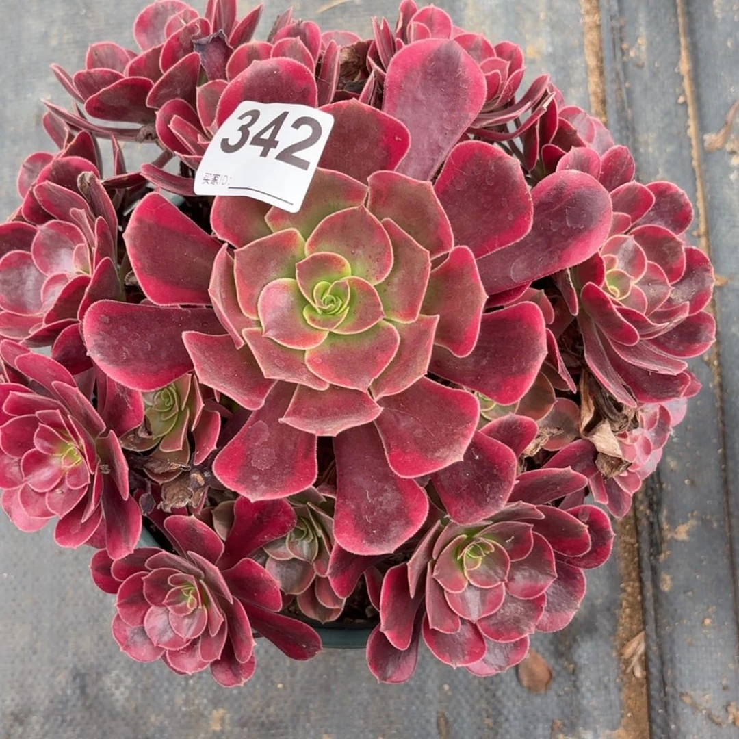 342凤冠多肉植物发货