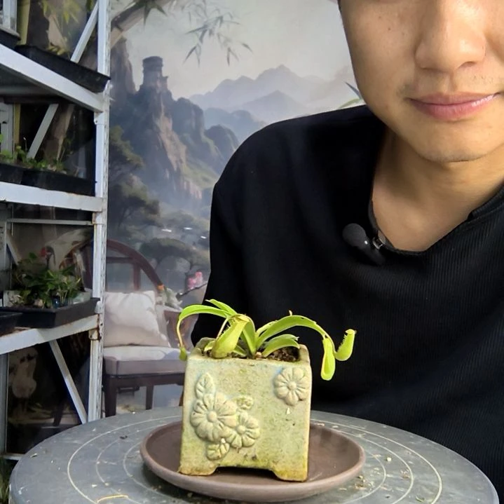 小*鱼中青园艺一物一拍400