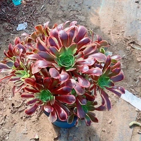 谢***娘欧嘉莉多肉植物法师5