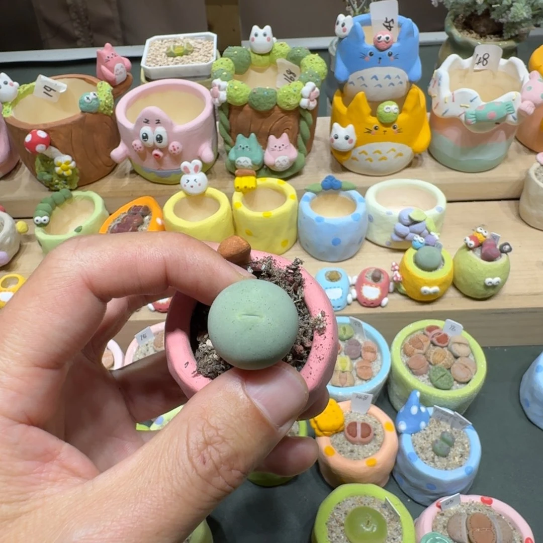 红陶光****胖蘑菇487鸽子蛋