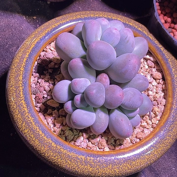 米可奶酪多肉植物