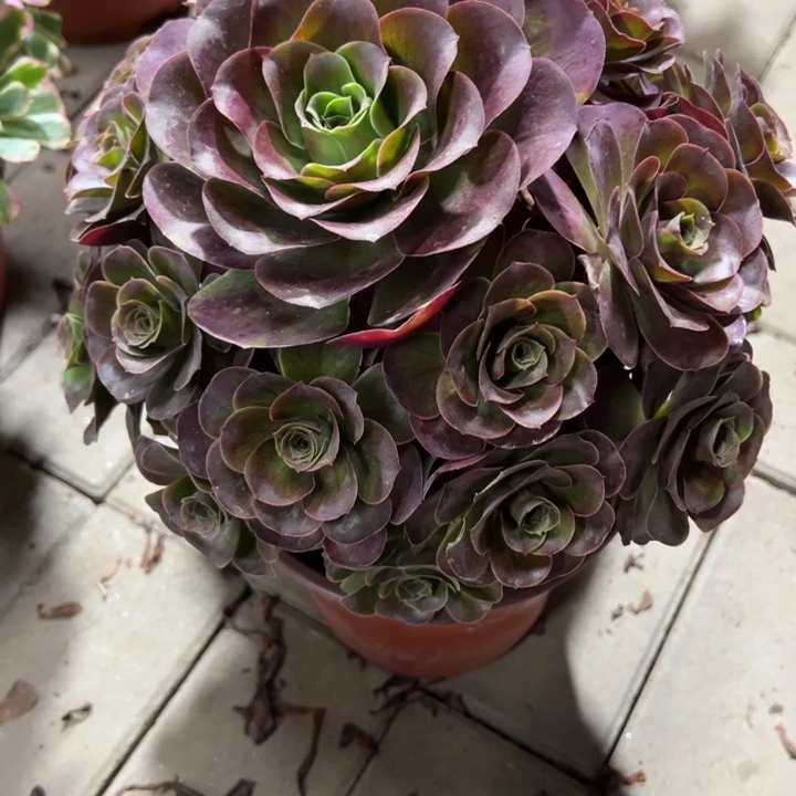 魅金玫瑰多肉植物花花