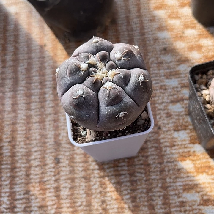 无花朵实生龟甲铅皮