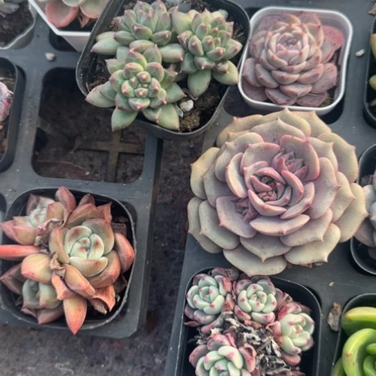 93甲骨文多肉植物多