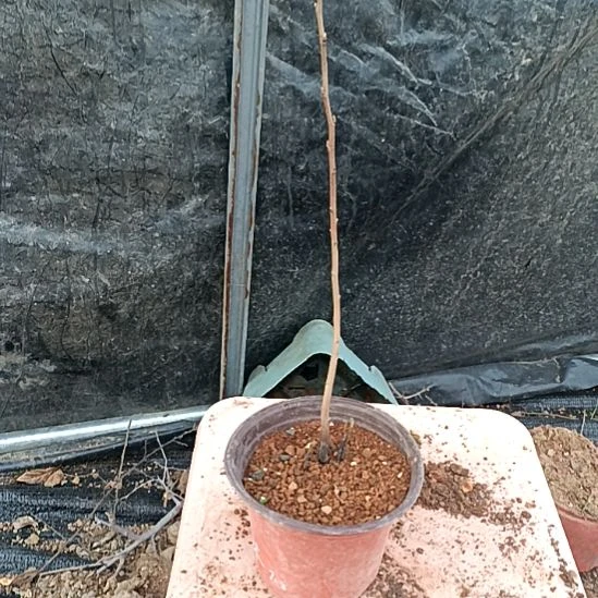 无花朵冠珠根苗老鸦