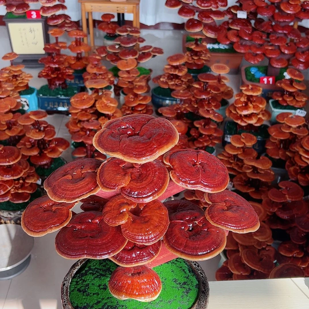 无花朵灵芝盆景11111