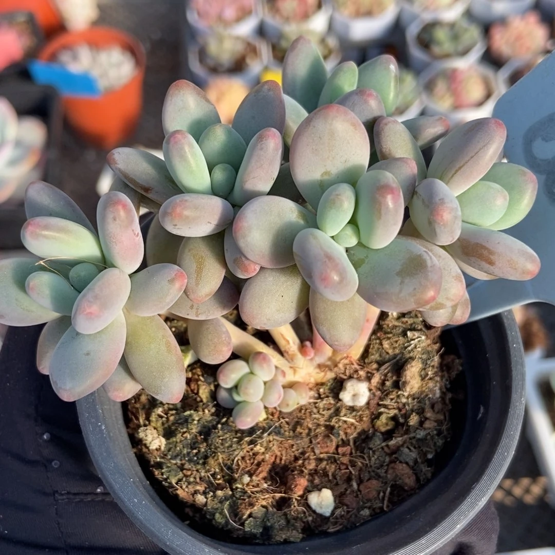 6051苹果奶多肉植物保护