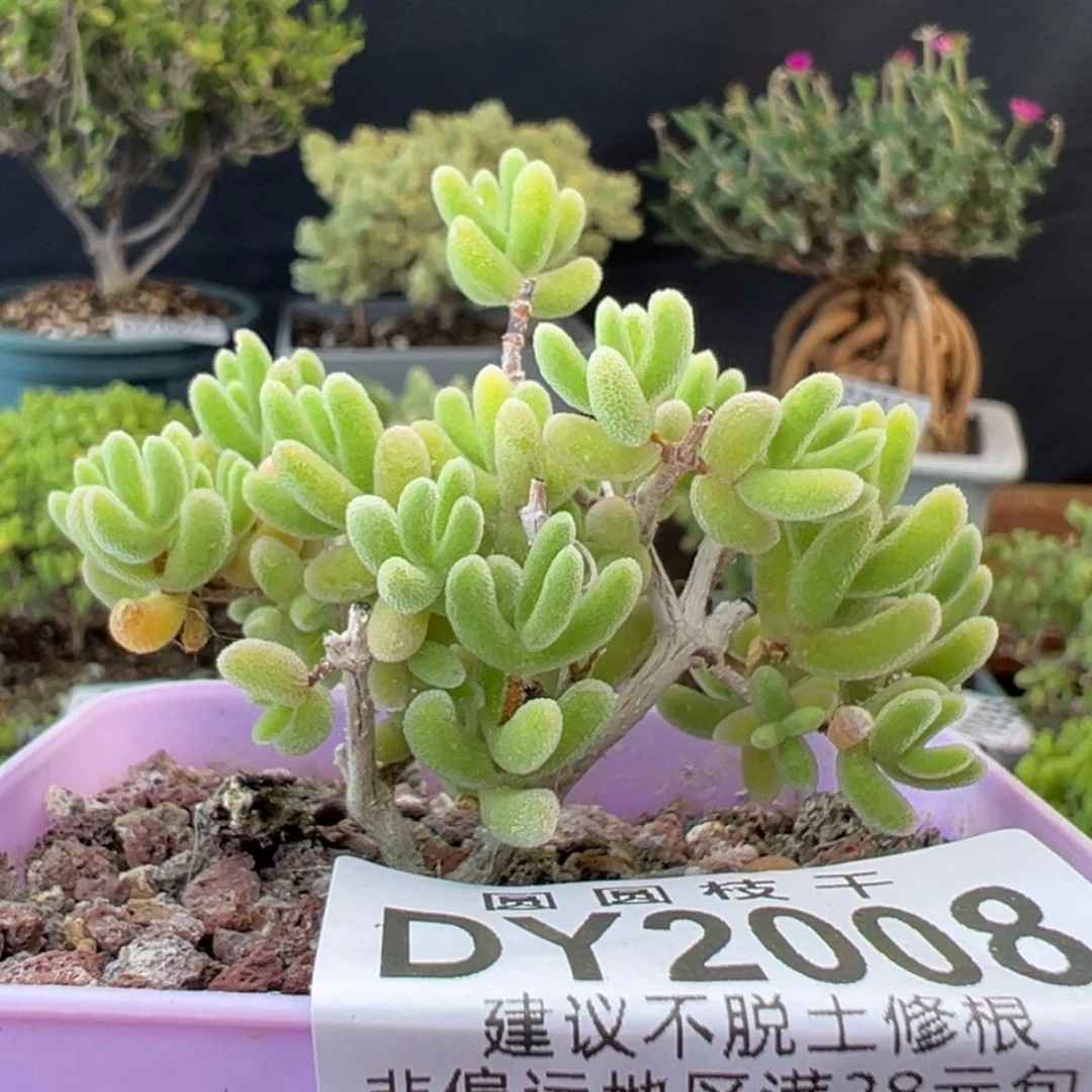 【闪购商品】dy2008荔枝糯米糍冠幅6cm