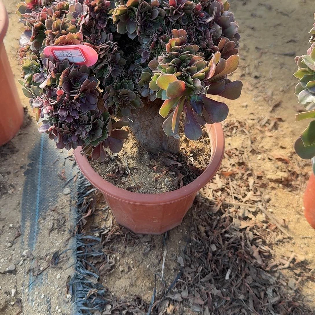 蜜****玫瑰有伤一颗凑单的