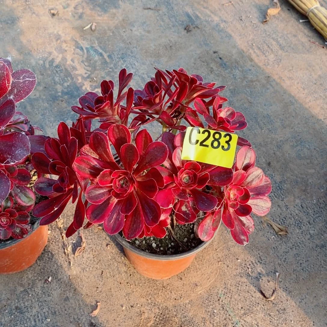 香奈儿从林多肉法师283