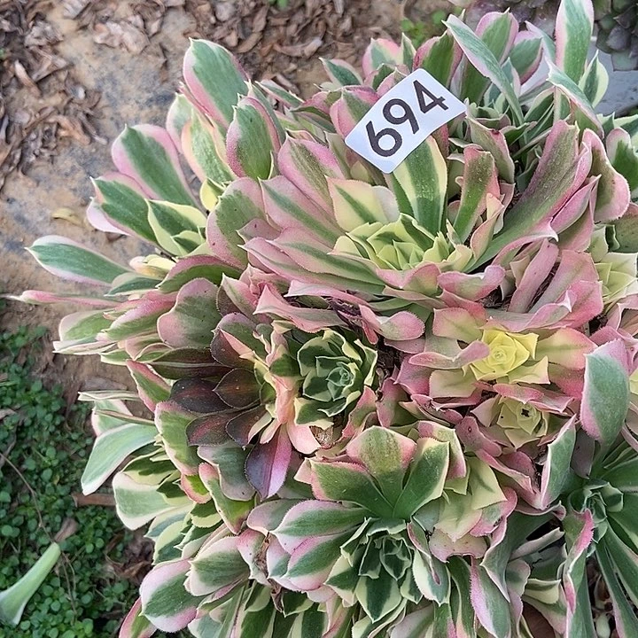 白凤多肉694多肉不包断