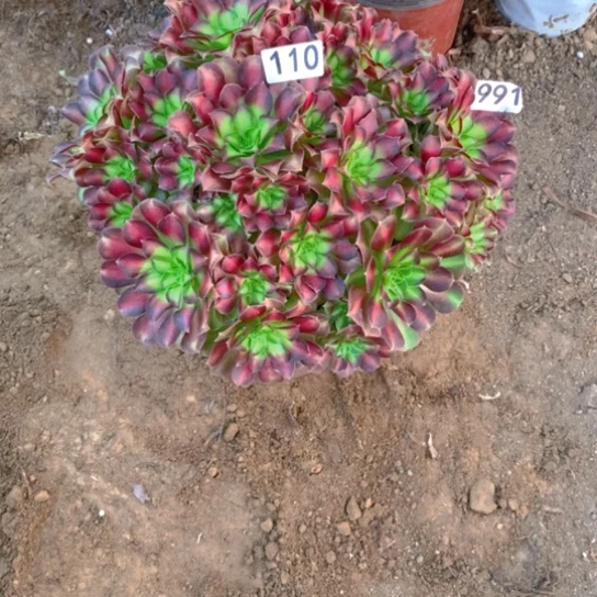 无花朵110多肉植物韶华