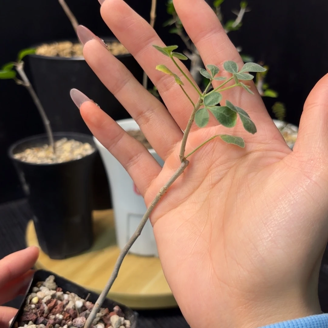 木 索马里绒叶扦插