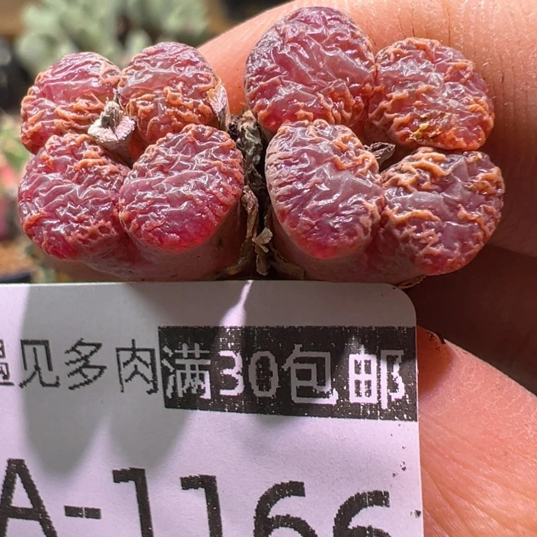 多肉植物1111111111