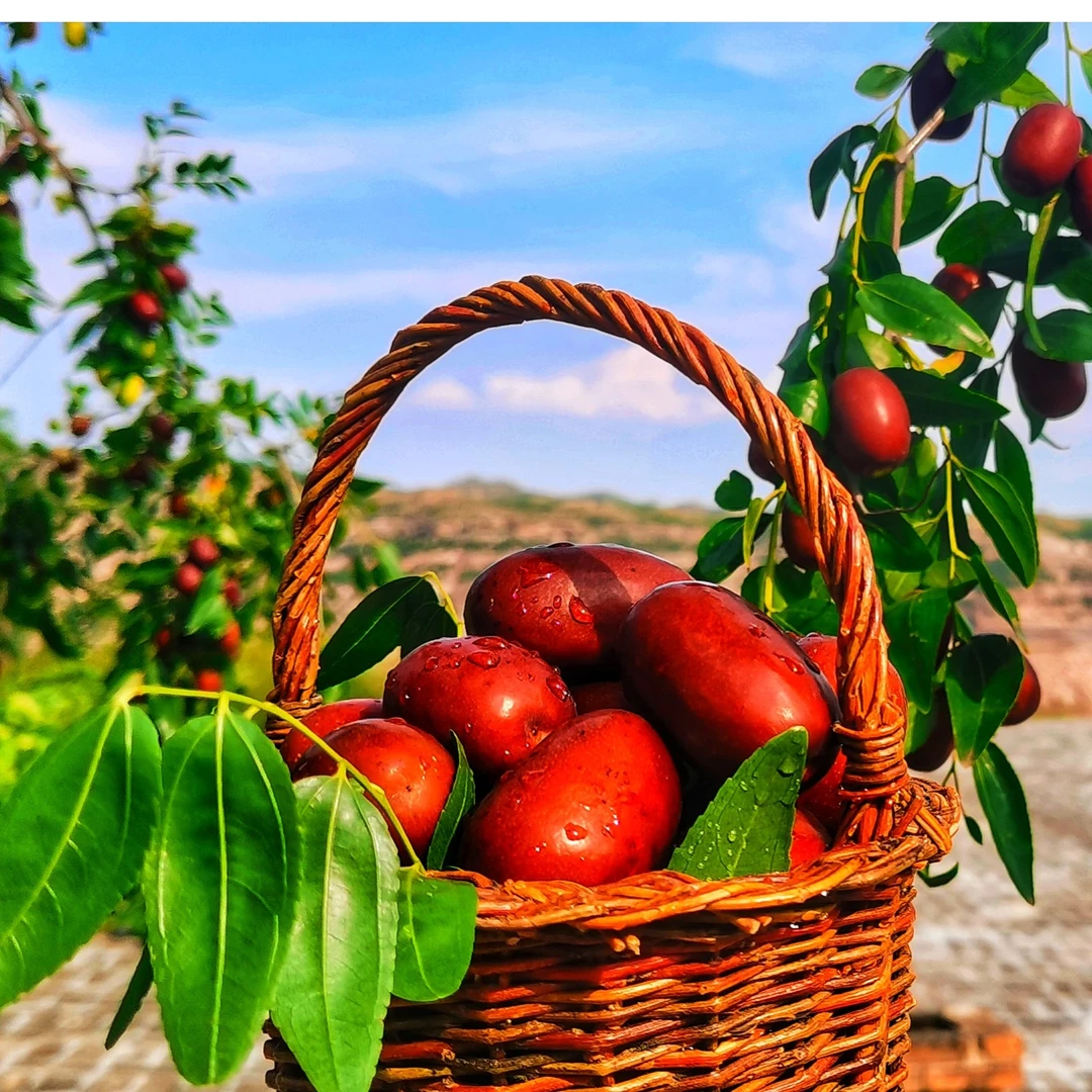 中国红枣之乡陕北佳县黄河滩枣木枣 蒸烤煮的吃（鲜枣）